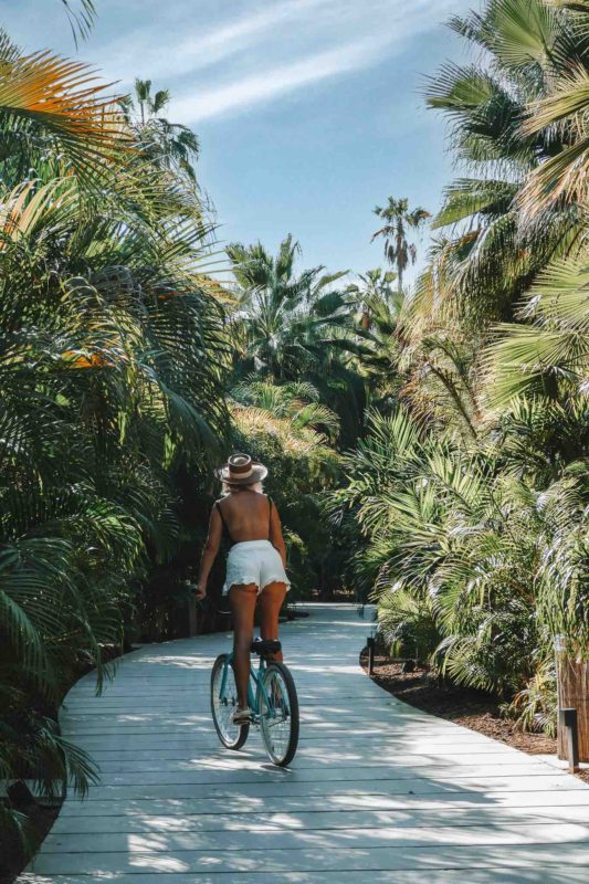 骑自行车穿过棕榈绿洲